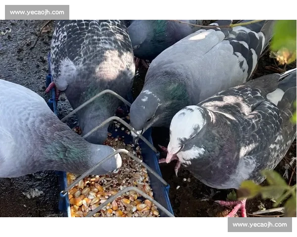 2016年鸽子比赛精彩瞬间回顾 不容错过的飞行竞技盛宴